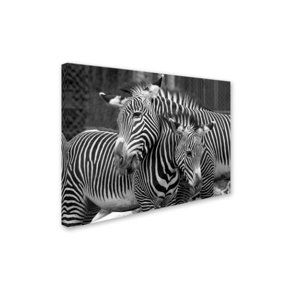 Mike Jones Photo 'Zebras' Canvas Art,18x24